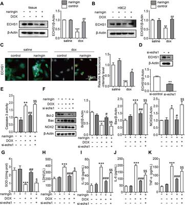 Naringin Interferes Doxorubicin-Induced Myocardial Injury by Promoting the Expression of ECHS1